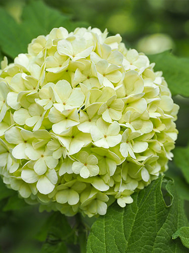 Viburnum-sneeuwbal