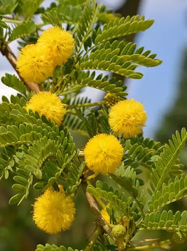 zoete acacia