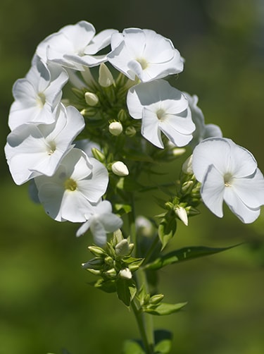 Witte-phlox