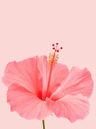bloemen informatie hibiscus