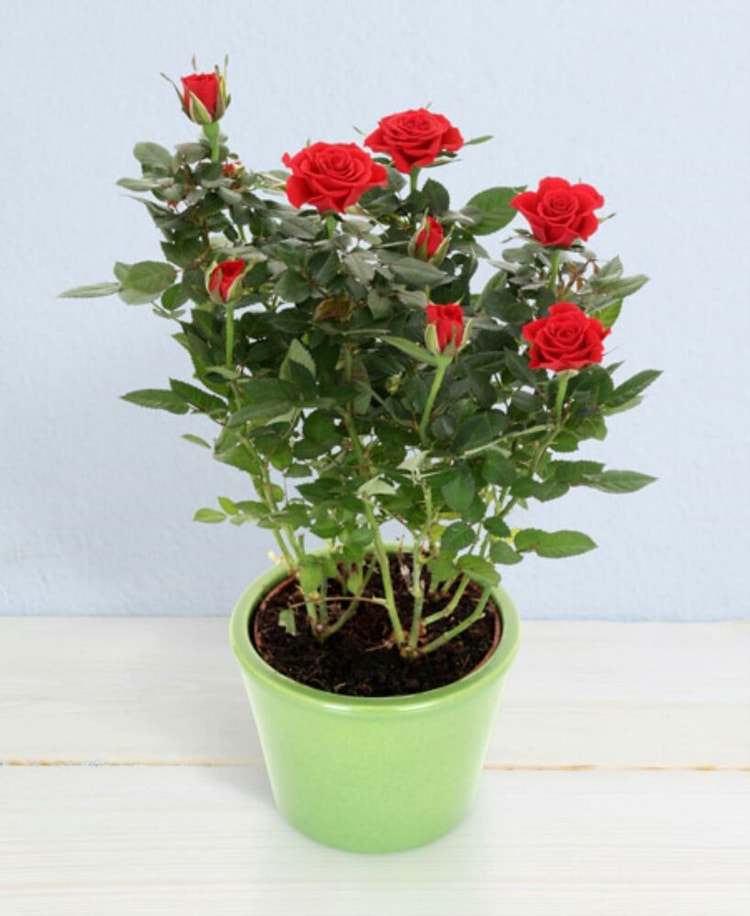 Little roses in pot