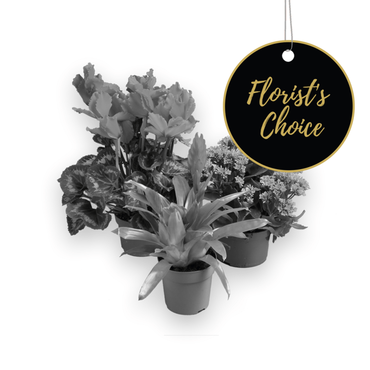 Single plant  florist's choice