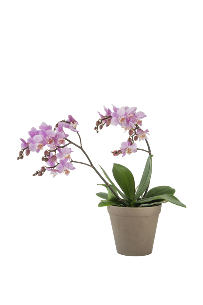 Orchid Pink 242679