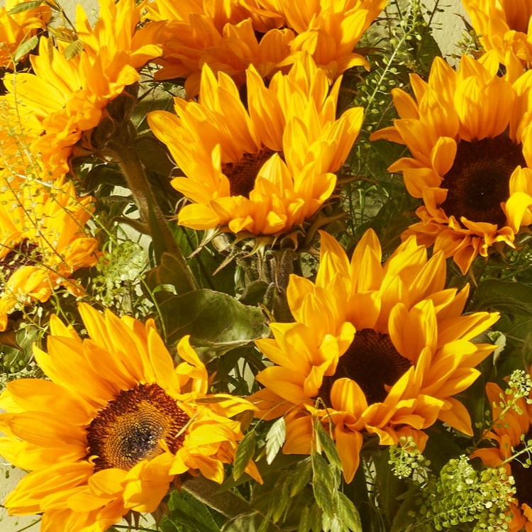 Zonnebloemen hover