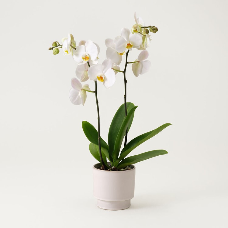 Single white plant Phalaenopsis