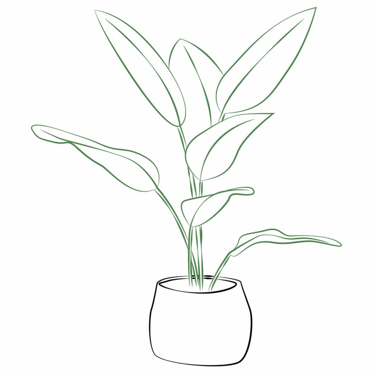 Arrangement of Plants
