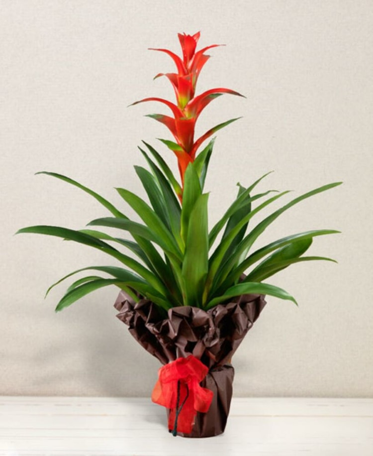 Guzmania