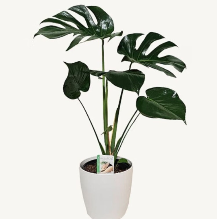 Monstera Deliciosa