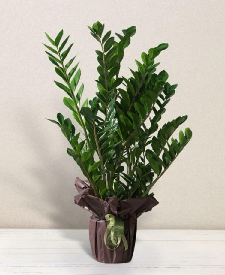 Zamioculcas