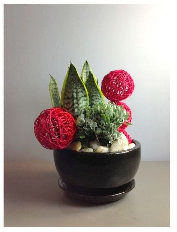 Arrangement of Plants